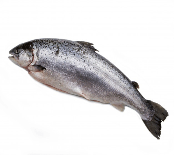 خرید ماهی سالمون اقیانوس اطلس 